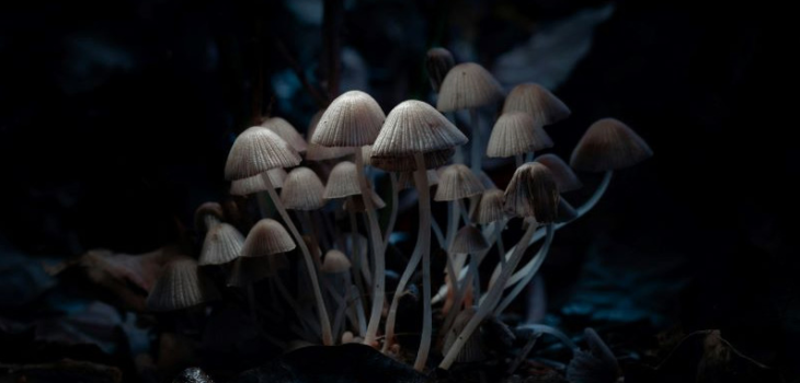 Jak działa psylocybina? Wpływ na mózg, odczucia i badania naukowe