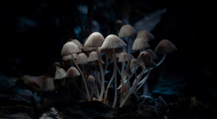 Jak działa psylocybina? Wpływ na mózg, odczucia i badania naukowe